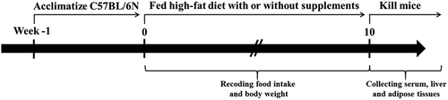 Figure 1. Graphical map of the design of the animal experiment.