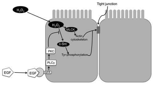 Figure 3. Mechanism of hydrogen peroxide-induced tight junction disruption and protection by epidermal growth factor in rat cholangiocyte monolayer. Hydrogen peroxide (H2O2) activates c-Src and MLCK. c-Src phosphorylates tight junction proteins on tyrosine residues. On the other hand, MLCK activation leads to modulation of actomyosin belt. These two mechanisms synergistically destabilize tight junctions and induce barrier dysfunction.