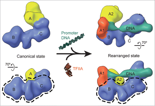 Figure 1. Conformational rearrangement of TFIID. 3D cryo-EM reconstructions of apo TFIID in the canonical state (left) and of the TFIID–IIA–DNA complex in the rearranged state (right) revealed that TFIID binds to core promoter DNA in the rearranged state.Citation7 The density for the stable BC-core, outlined on the bottom for either structure (dotted black line), stays relatively consistent between the two states, while the flexible lobe A (yellow) transits from one side of the BC-core to the other between the two states. In the rearranged state, lobe A can be further divided into lobe A1 (orange), which contains TBP and TFIIA and binds the TATA-containing upstream promoter DNA (see Fig. 2), and lobe A2 (yellow).