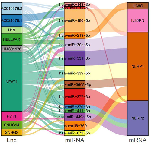 Figure 3 The network of LINCRNA-miRNA regulating IL-36G.