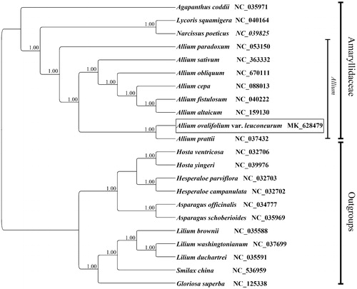 Figure 1. Phylogenetic relationships of 22 species based on chloroplast genome sequences. PP values for Bayesian analysis are shown at each node.