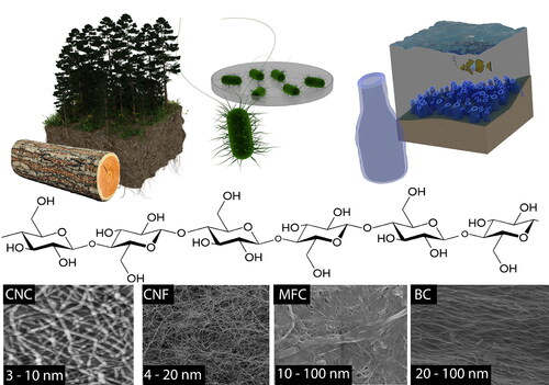 Figure 1. Raw materials for NC productions, type of NC and their dimension (diameter and length). Cellulose nanofibrils[Citation34] bacterial cellulose[Citation35], and cellulose nanocrystals[Citation36] images were adapted with permission.