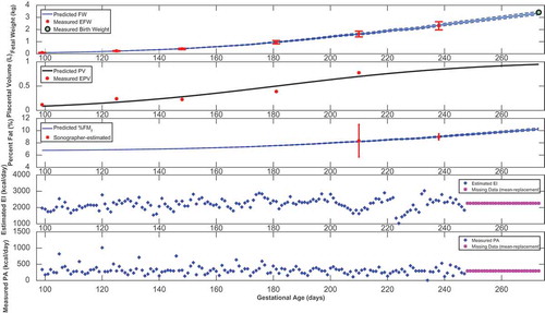 Figure A1. Time-domain response (foetal weight, placental volume, and foetal % body fat) with energy intake and physical activity for a representative HMZ intervention participant (participant C) (simulation starts at the day of first ultrasound measurement and ends at birth).