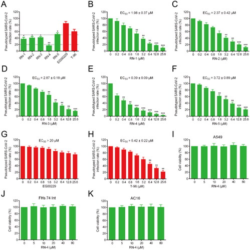 Figure 4. Infection assay of the screened peptides RNs 1–5 against pseudotyped SARS-CoV-2. (A) Infection rate of the pseudotyped SARS-CoV-2 in the presence of RNs 1–5, EG00229, and T-96 at a concentration of 3.2 μM. *p < 0.05, **p < 0.01 versus EG00229. (B-H) Dose-dependent (0–25.6 μM) assay of RNs 1–5, EG00229, and T-96. *p < 0.05, **p < 0.01, ***p < 0.001 versus control. (I-K) Effects of RN-4 on cell viability. A549, FHs 74 Int, and AC16 were incubated with RN-4 (0, 5, 10, 20, 40, and 80 μM, respectively) for 48 h. Data are presented as mean ± SD (n = 3).