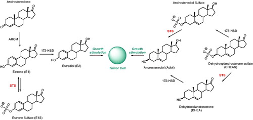 Scheme 1. The biosynthesis pathway for steroids with oestrogenic properties.