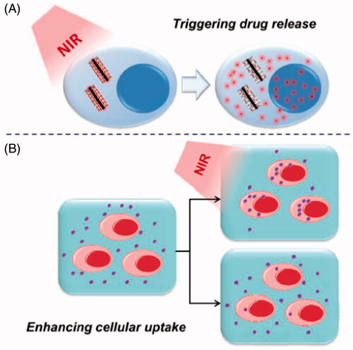 Figure 6. The schemes showing two mechanisms in combined photothermal and chemotherapy. (A) NIR-triggered drug release from nano-carriers inside tumour cells. (B) Enhanced cellular uptake of drug-loading nanoparticles under a mild photothermal heating in the combination therapy. Copyright from Elsevier, 2015 (Ref. [Citation37]).