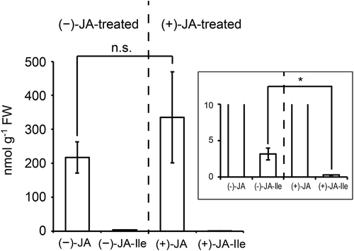 Figure 3. Bioconversion of jasmonic acid (JA) to jasmonoyl-l-isoleucine (JA-Ile) in rice leaves.Values indicate the amount of JA and JA-Ile in cpm2 leaf explants treated with 250 μM (−)-JA or (+)-JA (n = 3); bars indicate standard errors of the means. The inset shows enlargement of the JA-Ile accumulation. The cpm2 mutant was JA-deficient and neither JA nor JA-Ile was detected in the control tissues. Statistical analysis was conducted using a Welch’s test. Statistically different data are indicated by an asterisk (*, P < 0.05). n.s.: not significant.