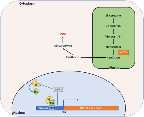 Figure 1. Schematic diagram showing GI-EEL regulation of ABA biosynthesis pathway.