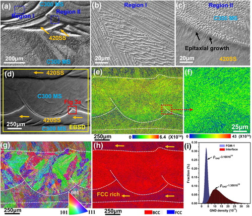 Figure 2. OM and EBSD microstructural investigations of the FGM-1 sample along build direction. (a) Low-magnification image showing the cross-sectional microstructures, (b) and (c) zoom-in images corresponding to selected regions from (a) showing microstructures of MS and layer boundary, (d) EBSD scan region, (e) and (f) GND map, (g) IPF, (h) phase distribution map, and (i) GND density distributions.