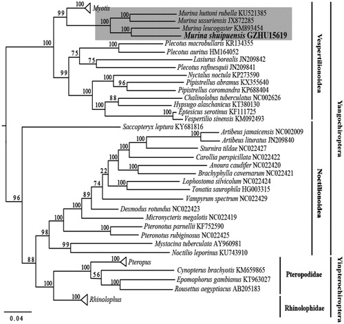 Figure 1. ML phylogenetic trees of 57 chiropteran species based on complete mitochondrial genome. Numbers above the nodes indicate bootstrap values. Branch length is based on ML trees. Murina clade is highlighted in shade. Hollow triangles represent clusters of multiple species of Myotis, Pteropus and Rhinolophus genus including 11, 4, and 8 species respectively.