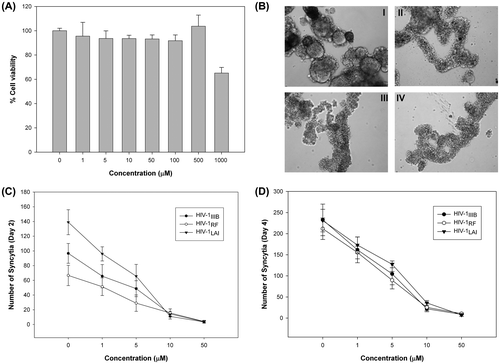 Fig. 2. Cytotoxicity and syncytia inhibitory effect of 8,4‴-dieckol.Notes: (A) Cell viability assay on H9 cells. Cytotoxic effect of 8,4‴-dieckol on the H9 cells was determined by MTT formazan assay. The optical density of formazan formed by untreated cells was taken as 100% of viability. (B) Microscopic image of C8166 cells acutely infected with HIV-1RF. C8166 cells were infected with HIV-1RF at a M.O.I. of 0.1 for 2 h. Infected cells were washed twice with PBS, followed by test compound treatment and incubated for 3 days. (I) HIV-1RF infected control, (II) 8,4‴ dieckol-50 μM, (III) Blank, (IV) Nevirapine-2 μM. The number of syncytia was counted at day 2 (C) and day 4 (D) using an inverted microscope (100X). C8166 cells were infected with HIV-1IIIB, HIV-1RF or HIV-1LAI at a M.O.I. of 0.1 for 2 h and unabsorbed viral particles were removed by washing with PBS twice. After treatment with/without 8,4‴-dieckol, cells were incubated for 4 days.