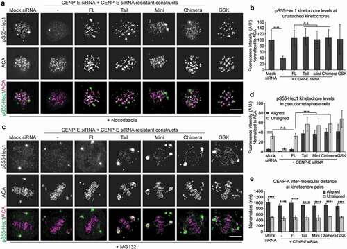 Figure 5. Maintaining low levels of Aurora B-mediated phosphorylation of outer kinetochore components on attached kinetochores depends on flexible conformational changes of CENP-E. (a) CENP-E tail domain is essential for Aurora B-mediated phosphorylation of Hec1 on unattached kinetochores. Immunofluorescence analysis of pS55-Hec1 and ACA in nocodazole treated T98G cells depleted of endogenous CENP-E, or expressing FL-CENP-E or CENP-E mutants as indicated. Scale bar, 5 μm. (b) Quantification (mean ± SD of three independent experiments) of the normalized integrated intensities of the kinetochore signals of pS55-Hec1/ACA (Mock siRNA: n = 215, CENP-E siRNA: n = 222, FL: n = 219, Tail: n = 203, Mini: n = 226, Chimera: n = 230, and GSK n = 212). An unpaired t test or a One-way ANOVA followed by a Tukey’s multiple comparison test was used to compare the means (****p < 0.0001 and n.s., not significant). (c) Cells expressing Full-length CENP-E, but not Tail-, Mini-, or Chimera-CENP-E, can maintain low levels of Hec1 phosphorylation on bi-oriented kinetochores. Immunofluorescence analysis of pS55-Hec1 and ACA in MG132-treated pseudo-metaphase T98G cells. Scale bar, 5 μm. (d) Quantification (mean ± SD of three independent experiments) of the normalized integrated intensities of the kinetochore signals of pS55-Hec1/ACA on aligned and unaligned kinetochores (aligned, Mock siRNA: n = 249, CENP-E siRNA: n = 233, FL: n = 193, Tail: n = 207, Mini: n = 197, Chimera: n = 171, and GSK n = 215; unaligned, Mock siRNA: n = 119, CENP-E siRNA: n = 199, FL: n = 100, Tail: n = 134, Mini: n = 118, Chimera: n = 191, and GSK n = 223). An unpaired t test or a One-way ANOVA followed by a Tukey’s multiple comparison test was used to compare the means (****p < 0.0001 and n.s., not significant). (e) CENP-E is not required for inter-kinetochore stretch (tension) upon bio-orientation. Quantification (mean ± SD of three independent experiments) of distance between sister kinetochore pairs (inter-CENP-A stretch) of aligned and unaligned kinetochores. More than 30 kinetochores pairs per group were quantified. An unpaired t test or a One-way ANOVA followed by a Tukey’s multiple comparison test was used to compare the means (****p < 0.0001).