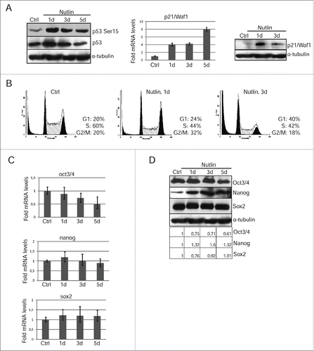 Figure 5. Nutlin-dependent p53 activation is accompanied by loss of mESCs pluripotency. (A) Lysates prepared from mESCs treated with nutlin (10 μM) for 1 and 3 d were analyzed by Western blotting with antibodies specific to p53-Ser15 and total p53 (left panel). The mRNA level of p21/Waf1 gene wase determined by qRT-PCR and standardized by the mRNA levels of gapdh. Data are presented as mean ±SEM, n=3 (middle panel). Western blot analysis of protein extracts from untreated and treated with nutlin mESCs using antibodies against p21/Waf1 protein at the same time point (right panel). (B) Cell cycle parameters of mESCs untreated and treated with nutlin (10 μM) for 1 and 3 d. (C) RNA transcripts from mESCs treated with nutlin (10 μM) for 1, 3 and 5 d were subjected to qRT-PCR assay using primers specific for mouse oct3/4, nanog and sox2. Results of qRT-PCR are displayed as the mean ± SEM, n=3. (D) Lysates prepared from mESCs treated with nutlin (10 μM) for 1, 3 and 5 d were analyzed by Western blotting with antibodies specific for Oct3/4, Nanog and Sox2. A relative densitometry analysis of the Oct3/4, Nanog, Sox2 protein expression (normalized to α-tubulin) was performed using Gel-Pro Analyzer software.
