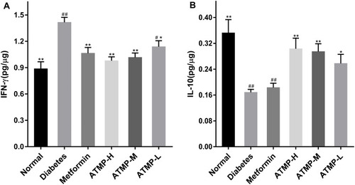 Figure 6 The effect of treatment with ATMP on the splenic cytokines. (A) IFN-γ. (B) IL-10. Data were presented as the mean ± SEM, n=6 per group. *P <0.05; **P <0.01 vs diabetes group. #P < 0.05; ##P <0.01 vs normal group.