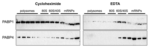 Figure 4. PABP1 and PABP4 are present in both polysomal and non-polysomal fractions. Post-nuclear HeLa extracts were sedimented through 10–50% sucrose gradients and fractionated. Proteins from the fractions were TCA precipitated prior to western blotting for PABP1 and PABP4. Cycloheximide (150 μg/ml) or EDTA (20 mM) was added to the lysis buffer to stabilize or disassemble polysomes respectively. Absorbance traces at 254nm were used to identify polysome, 80S, 60/40S and mRNP-containing fractions.Citation17