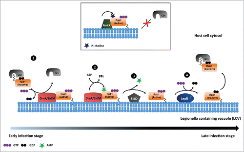Figure 2. Rab1 regulation by P. Legionella. 1) DrrA/SidM acts as GDF for Rab1 to displace GDI as well as acts as GEF to exchange GDP to GTP. 2) DrrA/SidM mediated AMPylation of GTP bound Rab1. 3) SidD mediated de-AMPylation of Rab1. 4) LepB functions as GAP, which leads to GTP hydrolysis and inactivation of Rab1. 5) AnkX mediated phosphocholination of Rab1 that renders it in an activated state.