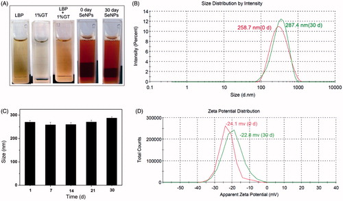 Figure 1. Colour change of LBP (2 mg/ml), Green Tea (1%), LBP + Green Tea, LBP-GT-SeNPs at 0 and 30 days (A). Size distribution of LBP-GT-SeNps at 0 and 30 days (B). Time course of size distribution of LBP-GT-SeNps (2 mg/ml LBP and 1% Green Tea (C). Zeta potential distribution of LBP-GT-SeNps at 0 and 30 days (D).