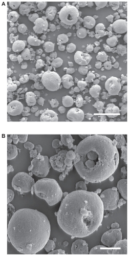 Figure 1 Representative electron microscopy images (A, B). SEM images show that SIBS consists of microparticles with donut-like morphology.Note: Scale bars: A = 40 μm, B = 10 μm.Abbreviations: SEM, scanning electron microscopy; SIBS, synthetic injectable bone substitute.