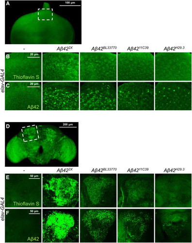 Figure 2. The Aβ42 levels and extent of aggregation in the eye imaginal discs (a–c) and the adult brains (d–f) of the flies expressing different Aβ42 transgenes. Representative images of thioflavin S staining (a, b, d, e) and Aβ42-immunostaining (c, f) in eye imaginal discs and adult brains. (b) and (c) correspond to the dotted area in (a), while (e) and (f) correspond to the dotted area in (d). The human Aβ42 transgenes were expressed in Drosophila eye imaginal discs at 29°C and neurons at 25°C, respectively. Magnification of the pictures: (a) ×200, (b, c, e, f) ×400, and (d) ×100.