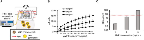 Figure 2. Effects of MNP/AMF hyperthermia on the CEM43 thermal dose. (A) An experimental setup for the measurment of temperature in MNP (Ferumoxytol) solution during the application of AMF (B) Increase of temperature (△T) during the application of AMF as a function of MNP concentration (1–3 mg/mL). N = 3 per group. (C) Estimation of MNP/AMF-induced CEM43 (min) as a function of MNP concentration (1–3 mg/mL). the dotted red line indicates the reported threshold of safe thermal dose for the application of hyperthermia to skin tissue24. N = 3 per group.