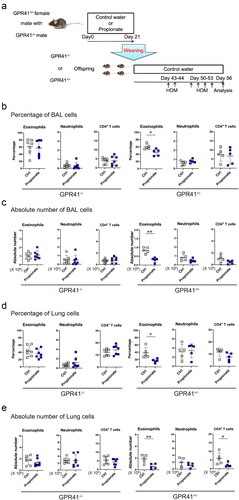 Figure 3. The inhibitory effect of propionate was eliminated despite GPR41 expression by the mother.(a) Schematic depiction of the experimental protocol. (b-e) the percentage (b, d) and absolute number (c, e) of neutrophils and CD4+ T cells in the bronchoalveolar lavage (b, d) and lung (c, e) were evaluated 72 h after the last HDM challenge. Data are mean ± SD. *p < 0.05 and **p < 0.01 by student’s t-test. .