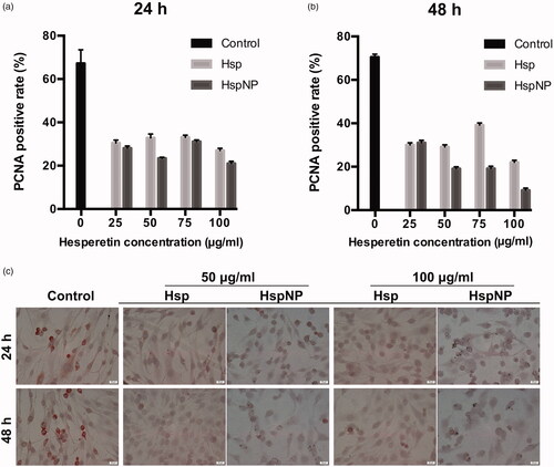 Figure 3. Dose and time dependent inhibition of cell proliferation on C6 glioma cells by Hsp and HspNPs. (a) 24 h and (b) 48-h treatment with Hsp and HspNPs showed decrease in PCNA positive cell number (p < .05). (c) Brightfield microscope images of C6 glioma cells after 24 and 48 h treatment with Hsp and HspNPs. 48 h incubation with 100 µg/ml HspNPs resulted in significant decrease on proliferation of C6 glioma cells (p < .0001).