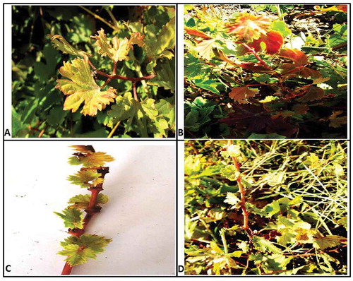 Fig. 1 (Colour online) Symptoms of (A) leaf curling (B) reddening (C) yellowing (D) little leaves in Vitis vinifera infected plant in Kurdistan (Iran).