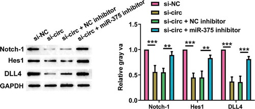 Figure 6. Effects of silencing hsa_circ_0008035 on Notch signaling pathway in MG-63 cells. Si-hsa_circ_0008035 (si-circ) and/or miR-375 inhibitor was transfected into MG-63 cells. The protein levels of Notch-1, Hes1 and DLL4 were evaluated by Western blot. Data were shown as the mean + SD for three replications per group. ** p < 0.01, *** p < 0.001.
