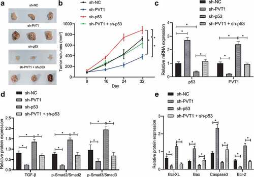 Figure 5. P53 targeting lncRNA PVT1 prevents tumor growth and curbs apoptosis in vivo through the TGF-β/Smad pathway. (a), Representative images showing xenografts in nude mice injected with U373 cells transfected with sh-PVT1, sh-p53 or both. (b), Growth of human glioma xenogratf tumor measured every 8 days in nude mice injected with U373 cells transfected with sh-PVT1, sh-p53 or both. (c), Expression of p53 and lncRNA PVT1 in tumor tissues determined by Western blot analysis. (d), Expression of TGF-β and Smad2/3 and the extent of Smad2/3 phosphorylation in tumor tissues determined by Western blot analysis. (e), Expression of Caspase-3, Bax, Bcl-xL, and Bcl-2 proteins determined by Western blot analysis. N = 6 for mice upon each treatment. * p < .05. The experiment was repeated 3 times independently.