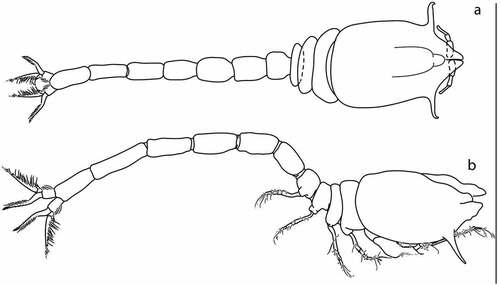 Figure 3. Eocuma diaboliceus sp. nov., non-ovigerous female, holotype (ZMBN 149199). (a) Body dorsal view; (b) body lateral view. Scale bar = 1 mm.