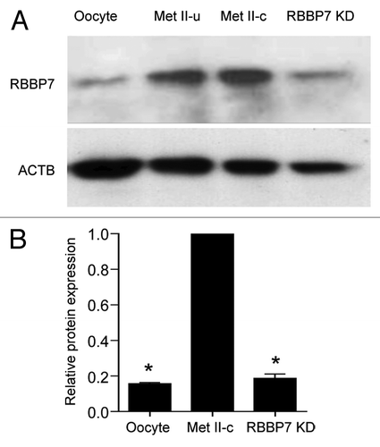 Figure 2. siRNA and morpholino mediated knockdown of RBBP7. (A) Immunoblot analysis of RBBP7 expression. Full-grown oocytes were injected with combination of siRNA and morpholino. After 18 h, 40 eggs were used for immunoblot analysis and β-actin (ACTB) was used as a loading control. The experiment was performed 6×. Shown is a representative example. Met II-u is 40, uninjected eggs; Met II-c is 40 control injected eggs. (B) Corresponding histogram of relative immunoblot analysis of (A). One-way ANOVA was used to analyze the data. The data are expressed as mean ± SEM. Values with an asterisk vary significantly, P < 0.05.