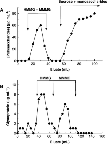 Figure 2.  Elution profile of (A) a mixture of high- and mid-molecular weight glycoproteins (HMMG and MMMG, respectively) from a Sephadex G10 column and (B) separation of HMMG and MMMG by filtration through a Sephadex G50 column.