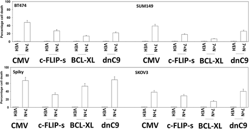 Figure 6. Over-expression of c-FLIP-s, BCL-XL or dominant negative caspase 9 suppresses the lethality of [SRA737 + niraparib]. Tumor cells were transfected with an empty vector plasmid (CMV) or with plasmids to over-express c-FLIP-s, BCL-XL or dominant negative caspase 9, as indicated in the Figure. Twenty-four h after transfection, cells were treated with vehicle control, SRA737 (0.25 μM), niraparib (2.0 μM) or the drugs in combination for 24h. After 24h, cells were isolated and cell viability determined by a live/dead assay (n = 2 separate studies, within each are multiple independent individual treatments +/- SD).