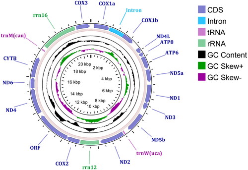 Figure 2. A circular genomic map of the mitochondrial genome of Paracondylactis sinensis, with 13 protein coding genes, one ORF, 2 tRNAs, and 2 rRNAs.