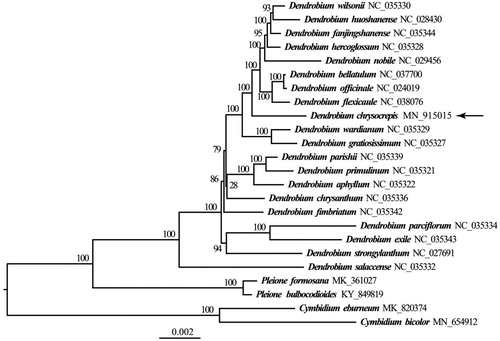 Figure 1. Phylogenetic position of Dendrobium chrysocrepis inferred by maximum-likelihood (ML) of 72 protein-coding genes. The bootstrap values are shown next to the nodes while an arrow indicates D. chrysocrepis. Other sequences used in this study were downloaded from the NCBI GenBank database.