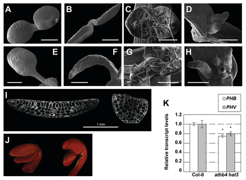 Figure 3. Mutations in HD-ZIPII genes cause abnormal growth and polarity defects in cotyledons and leaves. (A-D) Scanning Electron Microcopy images showing wild-type and athb4 hat3 mutant seedlings on days 3 and 5. Phenotypes of wild type (A, C, E, G) and athb4 hat3 (B, D, F, H) seedlings on day 3 (cotyledons: A, B), day 5 (primary leaves: B, D), day 7 (cotyledons: E, F) and day 10 (primary leaves: G, H). (I) Confocal microscopy images showing a transversal section of a wild-type (left) and athb4 hat3 (right) cotyledon to visualize the different types of cells. (J) 3D-reconstruction using the Osirix software from image sections of wild-type (left) and athb4 hat3 (right) seedlings. Images were taken from 1-d-old seedlings. Mutant seedlings lack mostly palisade cells, suggesting they are missing adaxial identity. Bar size corresponds to 0.5 (A, B), 0.2 (C, D), 1 (E, F) and 0.3 (G, H) mm. (K) Real-time quantitative PCR (qPCR) experiments showing expression changes of PHB and PHV in Col-0 and athb4 hat3 mutant seedlings. Transcript abundance is measured relative to Col-0 values. Values are means ± SE of three (Col-0) or five (athb4 hat3) independent biological qPCR replicates normalized to UBQ10. Asterisk indicate significant differences (p < 0.01) relative to the Col-0 plants growing under the same conditions.