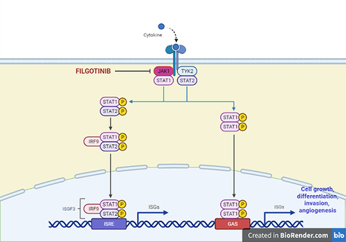 Figure 1 JAK-STAT pathway in the signaling of inflammatory cytokines. JAK proteins are intracellular cytoplasmic tyrosine kinases constitutively associated with intracellular domains of type I and/or type II cytokine receptors; every JAK isoform exhibits binding preferences for different cytokines receptors. Once the extracellular ligand binds the receptor, JAKs activate in pairs via phosphorylation and downstream activate STAT transcription factors. This pathway regulates cellular growth, differentiation, migration, and survival, especially of the T lymphocytes. Created by Biorender.com.