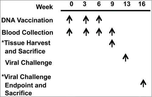 Figure 2. Study timeline. BALB/c mice immunized with either dbDNA™ PR8 or pDNA PR8 received the treatments listed at the indicated weeks.
