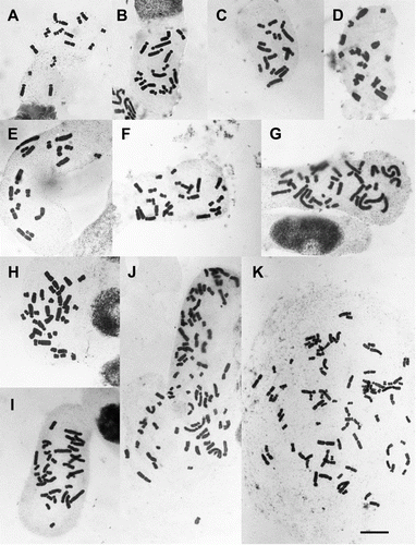 Figure 1  Mitotic metaphase in New Zealand Brachyscome. A, B. longiscapa 2n=18 (AK 233220). B, B. pinnata 2n=18 (G132/95). C, B.aff. sinclairii 2n=18 (G14292). D, B.sp. (indet.) 2n=18 (G212/97). E, B.aff. montana 2n=18 (G200/97). F, B. aff. sinclairii 2n=28 (G148/00). G, B. montana 2n=36 (G210/97). H, B. humilis 2n=36 (G18306). I, B. sp. (indet.) 2n=36. J, B. radicata 2n=90 (G66/9). K, B.aff. radicata 2n=92 (G497/98). Scale bar = 10 µm.