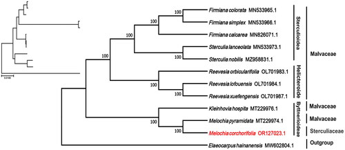 Figure 3. Phylogenetic tree of the complete chloroplast genome of M. corchorifolia with bootstrap values at each node. Sequences of the other species used to make the phylogenetic tree: Melochia corchorifolia (OR127023.1; this study), Melochia pyramidata (MT229974.1; unpublished), Kleinhovia hospita (MT229976.1; unpublished), Reevesia orbicularifolia (OL701983.1; unpublished), Reevesia lofouensis (OL701984.1; unpublished), Reevesia xuefengensis (OL701987.1; unpublished), Firmiana calcarea (MN826071.1; Lu and Luo Citation2022), Firmiana colorata (MN533965.1; Lu and Luo Citation2022), Firmiana simplex (MN533966.1; Lu and Luo Citation2022), Sterculia lanceolata (MN533973.1; unpublished), and Sterculia nobilis MZ958831.1; Lu and Luo Citation2022); Elaeocarpus hainanensis (MW602804.1; unpublished) was used as outgroup.