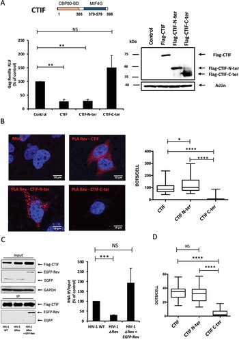 Figure 3. CTIF inhibits Gag synthesis through its N-terminal domain