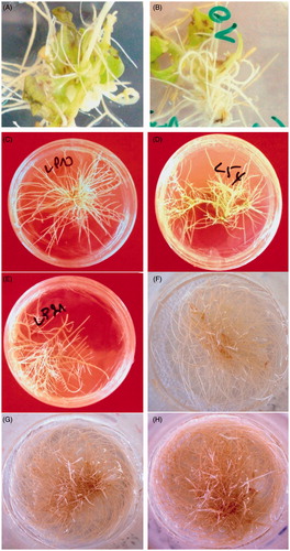 Figure 1. Morphology of induced hairy roots. (A and B) Induction of hairy root on the wounded site of explants after the 30th day of culture in half-strength B5 semi-solid medium; (C, D and E) the selected hairy root lines; (F, G and H) growth of the LP10 hairy roots line after the 14th, 29th and 32nd days of culture in half-strength B5 liquid medium, respectively.