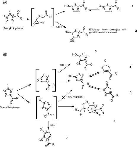 Figure 3. Possible metabolic pathways of substituted thiophenes. Substituted thiophene oxidation via sulfoxide and epoxide intermediates for 2-acylthiophene (A) compared to 3-acylthiophene (B), based on documented empirical evidence and in silico modeling. In the case of 3-acetyl-2,5-dimethylthiophene, S-oxidation is favored 5-fold over ring oxidation due to the position of the acyl group (3- versus 2-), and results in a more reactive intermediate (S-oxide intermediate) (as in B). Meanwhile, dimer formation (6) and GSH conjugation (7) are unlikely due to steric hindrance leaving the reactive intermediate (sulfoxide) to interact with cellular components including DNA. Reproduced with modifications from (Cohen et al. Citation2017).