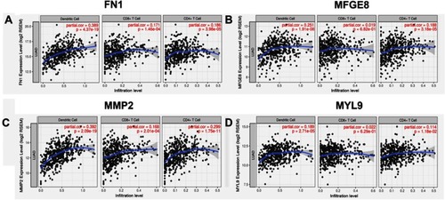 Figure 6 Four tumor antigens were positively associated with immune infiltrates. The correlations between gene expression (FN1, MFGE8, MMP2, MYL9) and immune infiltration level (CD4+ T cells, CD8+ T cell, and dendritic cells) in lung adenocarcinoma were examined by tumor immune estimation resource analysis. (A–D) The scatterplots showing the purity-corrected partial Spearman’s correlation and statistical significance.