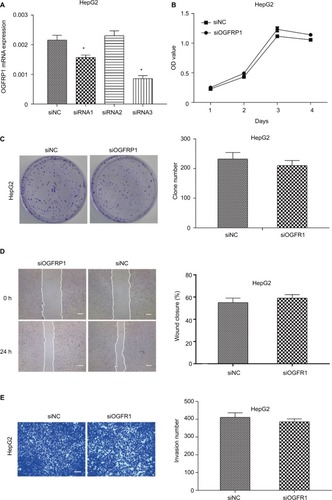 Figure 6 Downregulation of lncRNA OGFRP1 had no significant influence on HepG2 cell proliferation and motility.Notes: (A) siRNA1 and siRNA3 could inhibit the expression of lncRNA OGFRP1 efficiently in HepG2 cells. (B) HepG2 cell proliferation analysis by cell counting kit-8 assay. (C) HepG2 cell proliferation analysis by clone formation assay. (D) HepG2 cell migration was detected by scratch assay. Scale bar, 100 μm. (E) HepG2 cell invasion was detected by transwell invasion assay. Scale bar, 50 μm. All experiments were repeated three times. *P < 0.05.Abbreviation: lncRNA, long noncoding RNA.