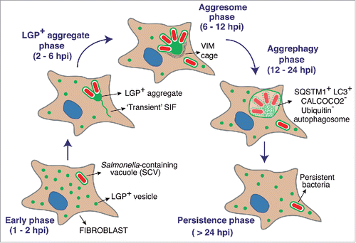 Figure 10. Model depicting how aggrephagy of host endomembranes might be exploited by S. Typhimurium to control bacterial progeny and establish an intracellular persistent infection. The model shows successive phases based on single cell and live-cell imaging microscopy analyses described in this study and performed over a 24-h infection period. Note the late time (after ∼12 hpi) at which aggrephagy takes place.