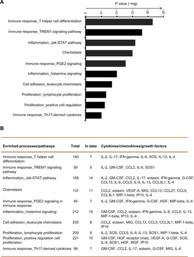 Figure 4 Pathway enrichment analysis reveals specific immune and inflammatory response pathways in chronic obstructive pulmonary disease. (A) The top most significant enriched biological processes and pathways including immune responses, inflammation, lymphocyte proliferation and regulation, and leukocyte chemotaxis are represented along with the coenrichment P-value (log scale) in the bar graph. (B) The numbers and names of gene sets overlapping with the significant pathways and processes are shown in the table format.