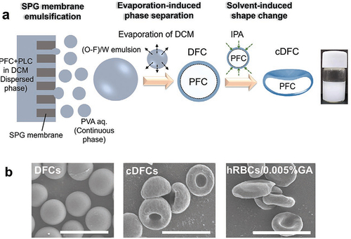 Figure 4 (a) preparation of bioinspired perfluorocarbon-based oxygen carriers with concave shape and deformable shell consisting of 1) Shirasu porous glass (SPG) emulsification to generate size-controlled emulsion, 2) evaporation-induced phase separation to form spherical and deformable PFC-based OCs (DFCs), and 3) solvent-induced shape change to obtain the “concave-shaped” DFCs (cDFCs) and (b) SEM images of DFCs, cDFCs, and human red blood cell (hRBC).