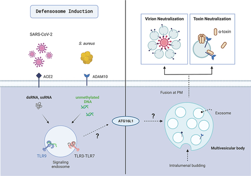 Figure 1. Defensosomes protect against bacterial toxins and viral infection. Defensosomes are produced in response to recognition of ssRNA, dsRNA, and unmethylated DNA by innate immune receptors TLR3, TLR7 and TLR9 in an ATG16L1-dependent process. ADAM10 on the surface of defensosomes binds α-toxin produced by S. aureus leading to oligomerization of this pore-forming toxin, thereby protecting the cells from lysis. SARS-CoV-2 virions are neutralized when a sufficient concentration of ACE2+ exosomes are present. Outstanding questions include how endosomal TLR signaling leads to defensosome release and what role ATG16L1 plays in this process. Created with BioRender.com.
