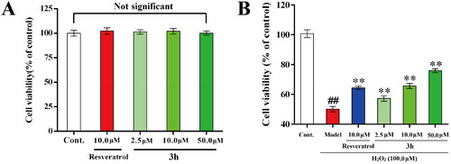 Figure 6. (A) Cytotoxicity of 3h towards PC-12 cells. (B) Neuroprotective effects of 3h and resveratrol. Three independent experiments were performed in triplicate. Data were expressed as mean ± SD. ##p < 0.01 vs. control; **p < 0.01 vs. model group.